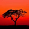 Acacia Tree Susnet Silhouette paint by numbers