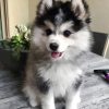 Adorable Pomsky paint by numbers