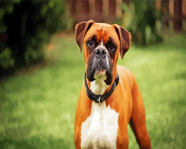 Aesthetic Boxer Dog paint by number