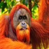 Aesthetic Orangutan paint by number