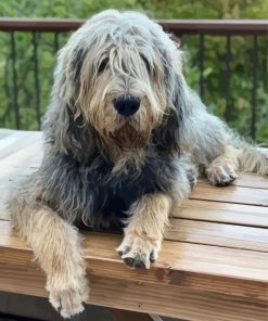 Otterhound Puppy paint by numbers