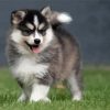 Cute Pomsky paint by numbers