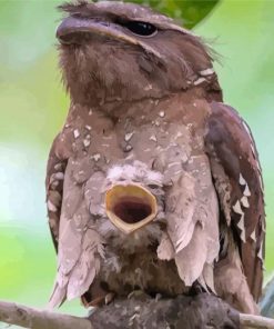 Cute Potoo Bird paint by numbers