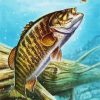 Smallmouth Fish paint by numbers