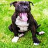 Aesthetic Staffordshire Bull Terrier paint by number