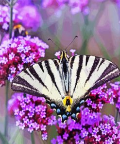 Swallowtail butterfly paint by number