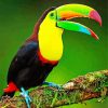 Aesthetic Tucan Bird Animal paint by number