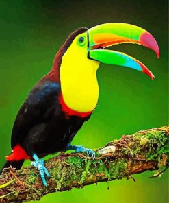 Aesthetic Tucan Bird Animal paint by number