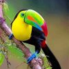 Aesthetic Toucan Bird paint by number