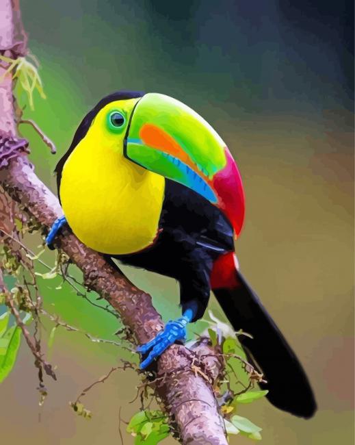 Aesthetic Toucan Bird paint by number