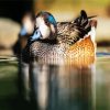Aesthetic Wigeon paint by number