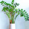 Aesthetic Zamioculcas Plant paint by number