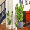 Aesthetic Zamioculcas Plants paint by number