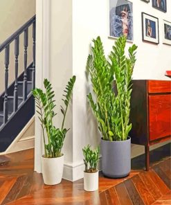 Aesthetic Zamioculcas Plants paint by number