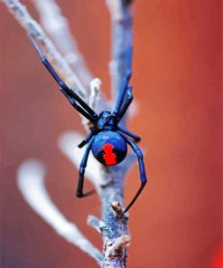 Aesthetic Black Widow Spider paint by number