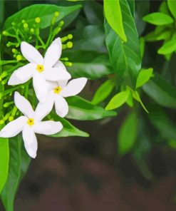 Aesthetic Jasmine Flowers paint by number