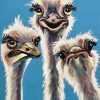 Cute Ostriches Birds paint by numbers