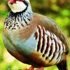 Partridge Bird Animal paint by numbers