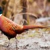 Pheasant Bird Animal paint by numbers