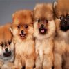 Pomeranian Dogs Animals paint by numbers