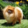 Cute Pomeranian Puppy paint by numbers