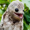Potoo Bird Illustration paint by numbers