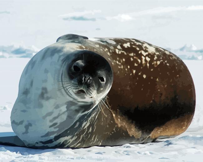 Antarctica Seal paint by number