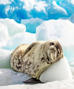 Antarctican Seal paint by numbers