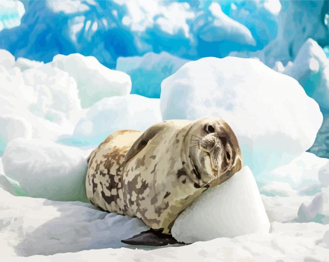 Antarctican Seal paint by numbers