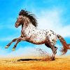 Appaloosa Animal paint by numbers