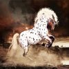 Appaloosa Horse Animal paint by numbers