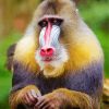 Baboon Monkey paint by number