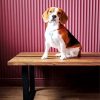 Beagle Dog On The Table paint by number