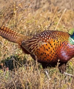 Beautiful Pheasant paint by numbers