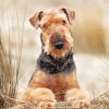 Beige Airedale Terrier paint by numbers