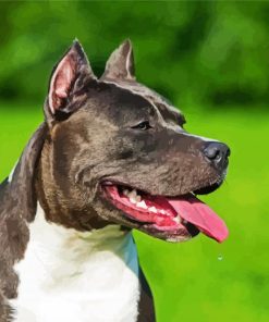 black American Staffordshire Terrier paint by numbers