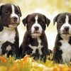 black American Staffordshire Terrier Puppies paint by numbers