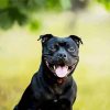 Black Staffordshire Bull Terrier paint by number