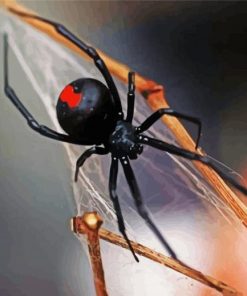 Widow spiders paint by number