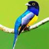 Blue Trogon paint by number