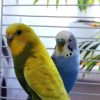 Blue And Yellow Parakeet Budgerigars paint by numbers