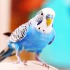 Blue Budgerigars Bird paint by numbers