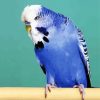 Blue Budgerigars paint by numbers
