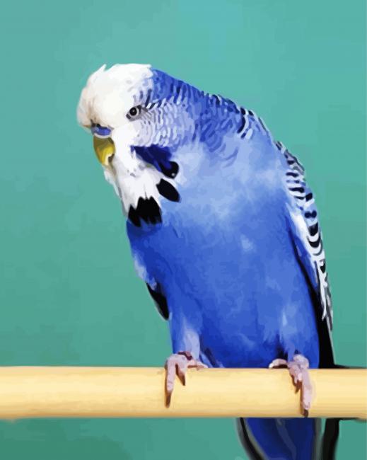 Blue Budgerigars paint by numbers