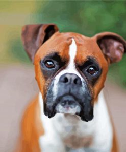 Brown Boxer Animal paint by numbers