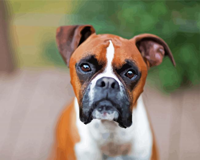 Brown Boxer Animal paint by numbers