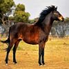 Brown Brumby Horse paint by numbers