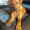 Cute Ridgeback Puppy paint by numbers