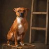 brown Staffordshire Bull Terrier paint by numbers