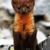 Brown Weasel paint by number